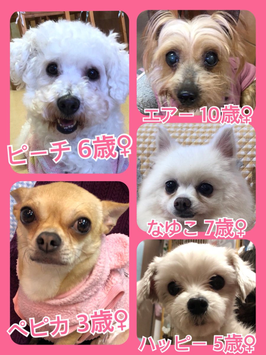 🐾今日の里親様募集中ワンコ🐶メンバーです🐾2020,3,20